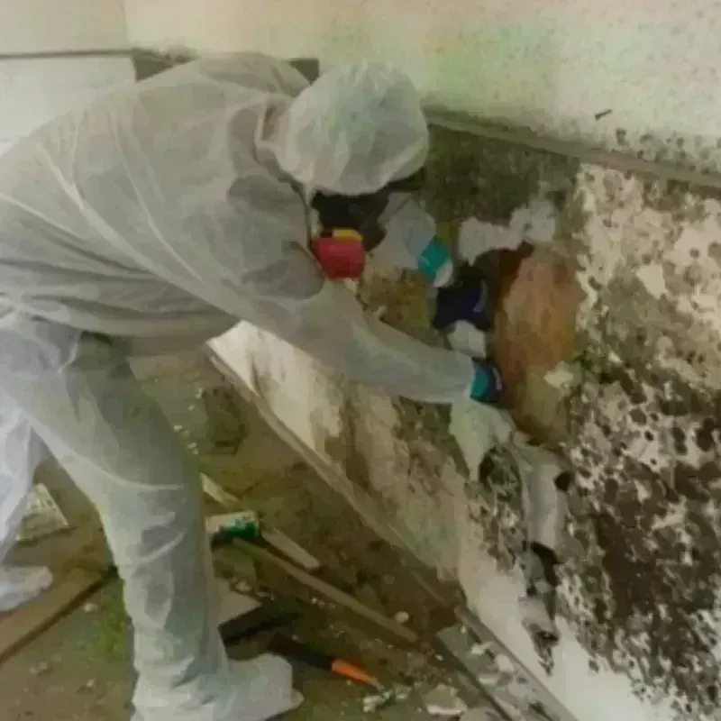 Mold Remediation and Removal in Rockwood, TN